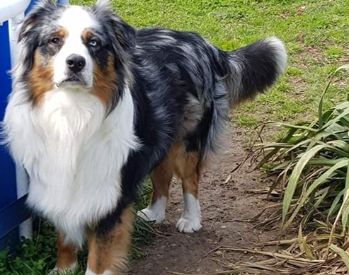 Pharell male berger australien bleu merle Elevage du domaine de chadadias Perpezac le noir