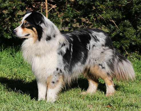 berger-australien-galerie Pharell male berger australien bleu merle Elevage du domaine de chadadias Perpezac le noir