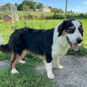 TYSON
