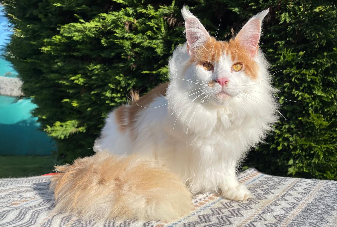 chat-maine-coon-correze-1-accueil Pirate Elevage du domaine de chadadias Perpezac le noir.