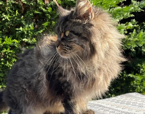 Pharell male berger australien bleu merle Elevage du domaine de chadadias Perpezac le noir