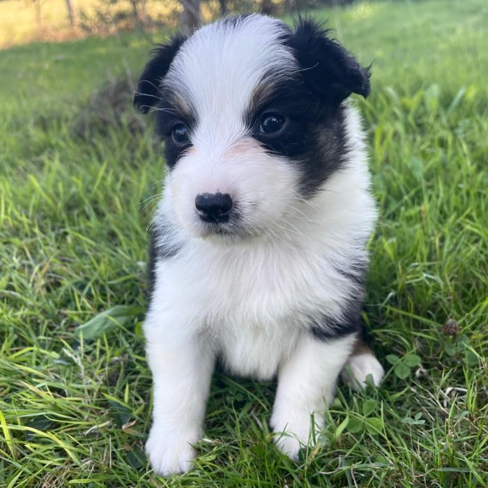 Albator male NT